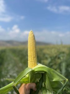 Прецизно подбрани устойчиви семена за зеленчуци от Agrobio Seed
