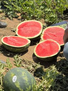 Прецизно подбрани устойчиви семена за зеленчуци от Agrobio Seed
