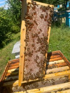Alexa Bee Farm / Пчелна ферма Алекса