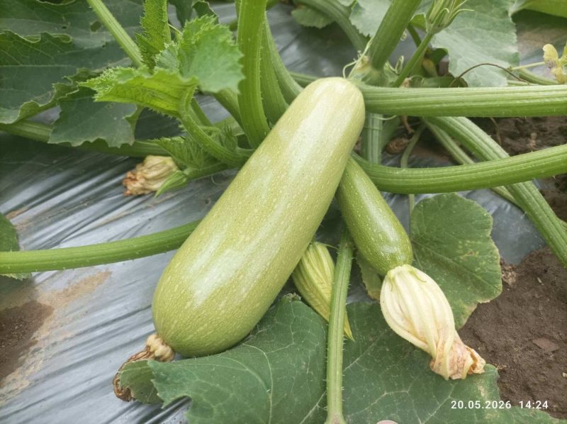 Прецизно подбрани устойчиви семена за зеленчуци от Agrobio Seed