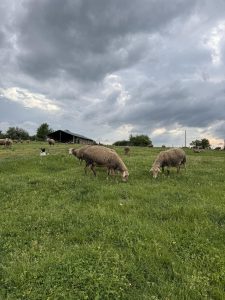 Овцеферма "Стара река"