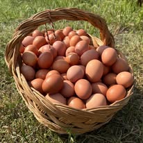 Фермерски яйца от село Градец