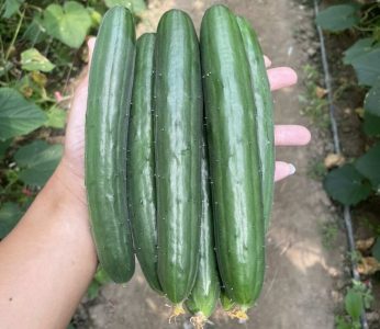 Прецизно подбрани устойчиви семена за зеленчуци от Agrobio Seed