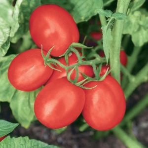 Прецизно подбрани устойчиви семена за зеленчуци от Agrobio Seed