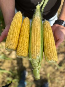 Прецизно подбрани устойчиви семена за зеленчуци от Agrobio Seed
