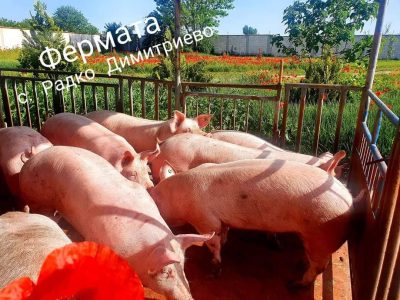 🥩 Месо от фермата – с. Радко Димитриево: Затворен цикъл на качеството