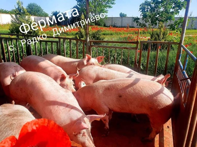 🥩 Месо от фермата – с. Радко Димитриево: Затворен цикъл на качеството