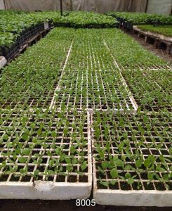 Прецизно подбрани устойчиви семена за зеленчуци от Agrobio Seed