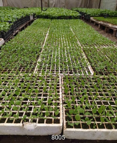Прецизно подбрани устойчиви семена за зеленчуци от Agrobio Seed
