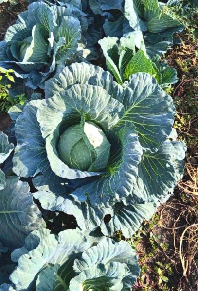 Прецизно подбрани устойчиви семена за зеленчуци от Agrobio Seed